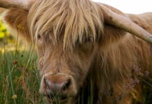 Highland cows Edinburgh