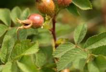 Rose hips in the hedgerows