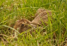 A Hare in the long grass