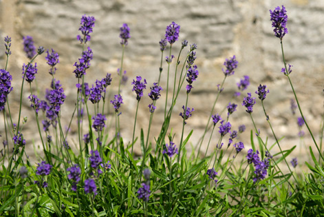 Lavender outside Mortonhall Gate in summer