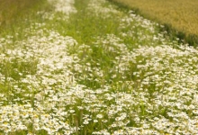 Ecology along side the arable operation