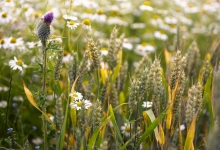 Grey Partridge population supported with carefully selected seed mixes