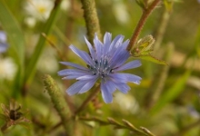 Wild flowers