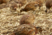 Rearing pheasants