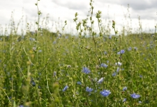 Planting for biodiversity