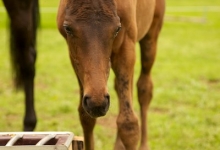 The perfect place to stable your horse