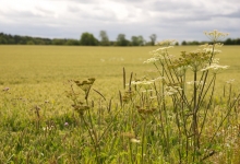 Live in the beautiful rolling borders countryside