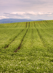 Charterhall - Agriculture