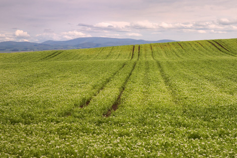 Agriculture Charterhall