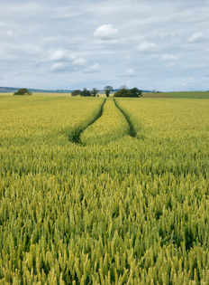 Agriculture Scottish borders