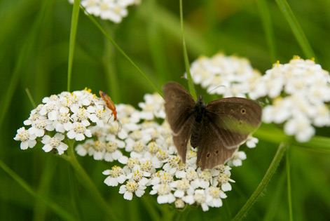 Charterhall rich biodiversity