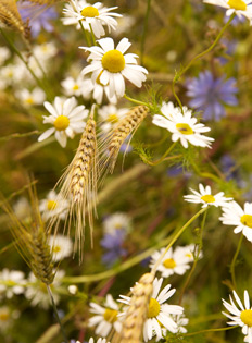 Wild flowers in field boundaries Charterhall