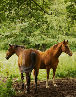 Livery yard Scottish borders