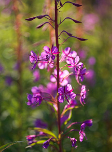 Woodland walks