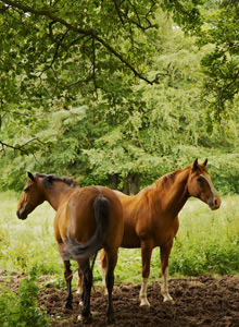 Stables & Grazing to let