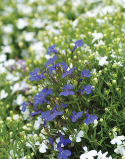 Garden plants Edinburgh